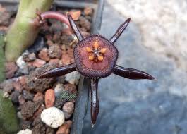 Image result for Emilia caespitosa