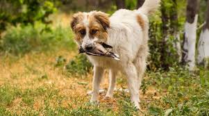 Check spelling or type a new query. Help My Dog Just Ate A Bird What Should I Do Now