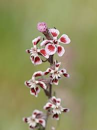 Image result for Silene burchellii