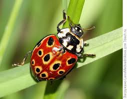 Ранее туристы в анапе засняли нашествие божьих коровок. Chem Polezna Bozhya Korovka I Kak Privlech Ee V Sad