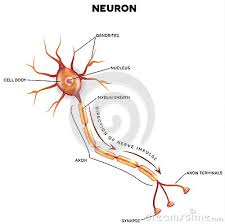 Their observations led to the discovery of sarcomere zones. Labeled Diagram Of The Neuron