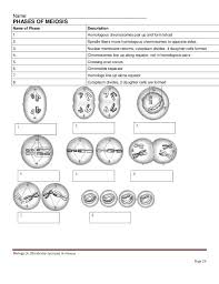 Afbeeldingsresultaten Voor Meiosis Stages Worksheet Meiosis Graphing Quadratics Biology Worksheet