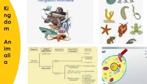 We did not find results for: What Is An Kingdom Animalia Attributes Pattern Hierarchy Classification