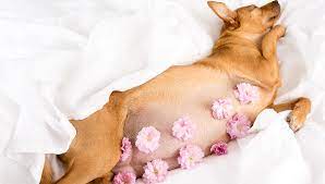 Signs, Care, And Preparing For A Pregnant Dog