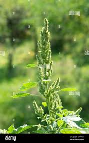 Image result for Amaranthus hybridus