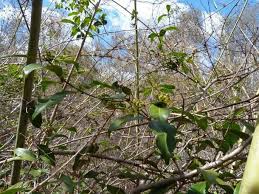 Image result for Salacia madagascariensis