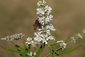 Image result for Vitex franceseana