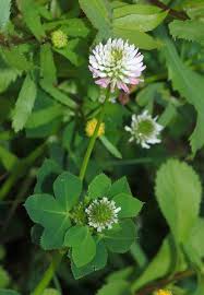 Image result for Trifolium squarrosum