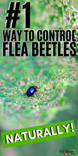 Controlling beetles in vegetable garden soil. 1 Way To Control Flea Beetles In The Organic Garden Flea Beetles Garden Pests Beetle