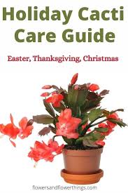 Check spelling or type a new query. Holiday Cactus Easter Thanksgiving And Christmas Care Guide Flowersandflowerthings