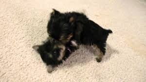 Enter your email address to receive alerts when we have new listings available for micro tiny teacup puppies for sale uk. What Are Teacup Yorkies Miniature Yorkshire Terriers Mini Micro Toy Yorkies Teacup Yorkies Aka Miniature Yorkshire Terrier Micro Toy Or Mini Yorkies