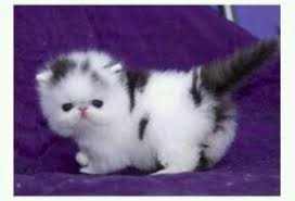Black And White Persian Cat Precious Kittens Cutest Cute Baby Animals Cute Cats