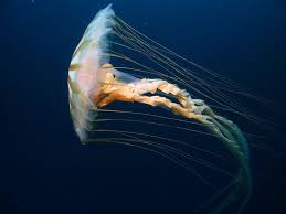 They live in the arctic lowlands near the sea where they can catch fish and jump in the water. The Jellyfish Chrysaora From The Arctic Ocean Etsy Deep Sea Life Arctic Sea Underwater Photography