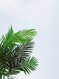 Download and use 30000+ palm leaves stock photos for free. 1000 Tropical Leaf Pictures Download Free Images On Unsplash