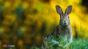 If you are looking to add a favorite picture, wallpaper or camera shot to microsoft teams, there is a workaround that you can use to do so.make sure you have saved the favorite images on any folder in your pc so that you can copy it easily to the required directory. 20 Free Spring Backgrounds For Microsoft Teams Crayon