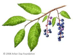 What Tree Is That Online Edition At Arborday Org Trees To Plant Tree Id Tree Identification