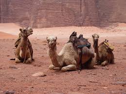 There are currently almost 13 million domesticated dromedary camels, mostly in the area from western india via pakistan through iran to northern africa. Journeys Nomads Vocabulary Quizlet Flashcards Quizlet