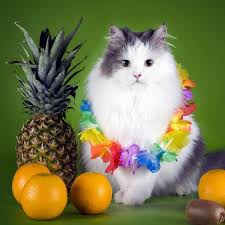 But can dogs eat pineapple too? Are Pineapple Leaves Poisonous To Cats Catster Pineapple Easy Green Smoothie Blending Smoothies