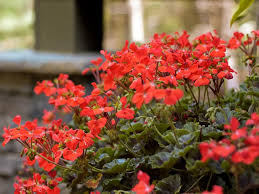 Stephanie from canada on march 16, 2013: The Easiest Annuals To Plant For Color All Summer Long Diy
