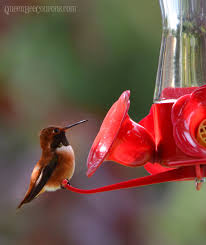 People also help feed the birds with homemade nectar. Homemade Hummingbird Food Nectar Recipe Queen Bee Coupons