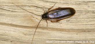 See A Roach Identify It Before You Treat This Is A Wood Roach Resources From University Of Nebraska Lincoln Extension Cockroaches Lancaster County Nebraska
