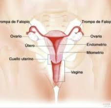 Maybe you would like to learn more about one of these? Aparato Reproductor Femenino Posts Facebook