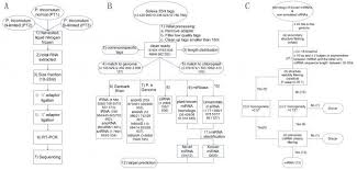 Microbiology Unknown Lab Flowchart Bedowntowndaytona Com