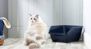 To see a video of how to target train my cat poops in box but he pees all around the house. Cat Not Using The Litter Box Here S Why And What You Can Do
