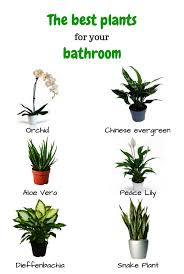 Bathroom Ideas Home Depot Next Bathroom Storage Bins Her Build Your Own Bathroom Vanity Home Depot But Bathroom Mirrors On Amaz Plants House Plants Cool Plants