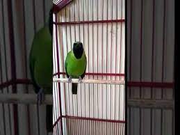 Cucak Ijo Lepas Trotol Milik Om Putra Samarinda Samarinda Parrot Bird