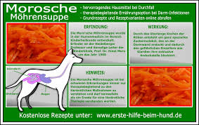 Du wunderst dich über schleim im stuhl, am toilettenpapier oder beim abgang von blähungen? Erste Hilfe Beim Hund Giardien