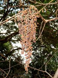 Image result for Brucea