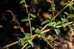 Image result for Aeschynomene mimosifolia