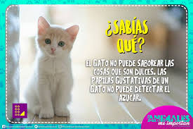 Afbeeldingsresultaat voor sabias que de animales