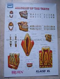 Medical Charts And Posters Images