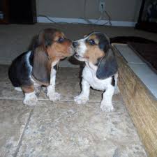 Select category basset hound breeders (74) basset hound organizations (0) basset hound rescue groups (0). A K C Basset Hound Puppies For Sale In Lone Oak Texas Classified Americanlisted Com
