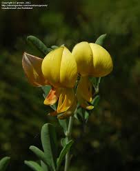 Image result for Crotalaria capensis