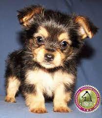 Seriously Who Wouldn T Want A Chorkie I Actually Want One That Has A Mohawk Yorkie Chihuahua Mix Cute Dogs Cute Puppies