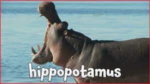 1 Zoo Animal Sounds Youtube Animal Sounds Zoo Animals Animals