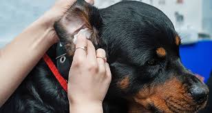 How To Clean Dogs Ears 2020 Kopek