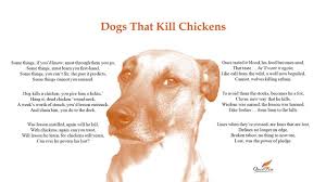 As i read it, pop culture artifacts as different as mario puzo's the godfather, steven soderbergh's traffic even the 1985 mexico city earthquake. Dogs That Kill Chickens Poem Once A Cheater Steemit