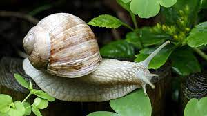 Alle schnecken sind taub, aber zumindest die landschnecken können sehr gut riechen. Steckbrief Weinbergschnecke Wissen Swr Kindernetz