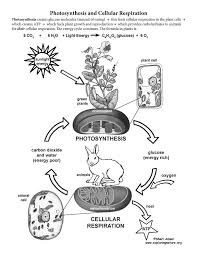Learn More About Cellular Respiration On Exploringnature Org Photosynthesis And Cellular Respiration Science Cells Photosynthesis