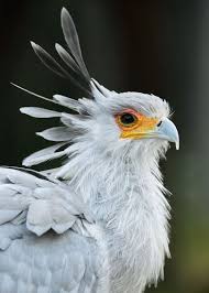 Odyssey Birds Of A Feather Location The Stylish And Beautiful Secretary Bird At Elephant Odyssey In San Diego Zoo California Usa Beautiful Birds Animals Beautiful Pet Birds