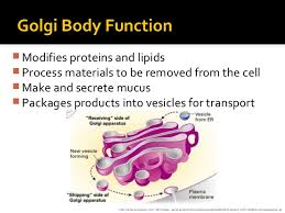 We did not find results for: What Is The Function Of The Golgi Complex Socratic