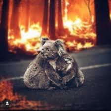 Pray For Australia On Instagram Pray For Australia 1like 1 Kiss 1 Follow 1 Support Prayfor In 2020 Australia Animals Australian Animals Koala