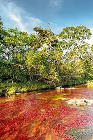 Image result for Inversodicraea