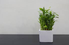 It's better to let a bamboo plant go a little dry than to over water it. Bamboo Plant Care How To Grow Maintain Bamboo Plants Apartment Therapy