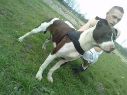 (pitbull mischling , m�nnlich) aus dem tierheim / sucht ein zuhause. Hubsche Red Nose Pitbull Am Bull Mix Hundin 224027