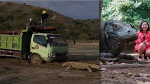 Saya sedang duduk diatas biawak terbesar di dunia sambil ngoceh, dan sedang membicarakan tentang biawak ini. Apa Itu Komodo Viral Truk Berhadapan Dengan Biawak Raksasa Di Loh Buaya Pulau Rinca Halaman All Tribun Jambi